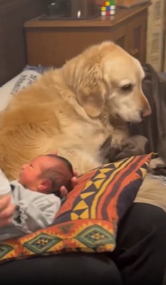 赤ちゃんの隣に寝る犬