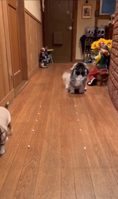 モブくんVSブフくんのオヤツ早食い競争9