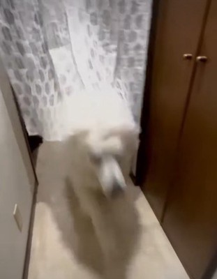 ダッシュで玄関へ！！