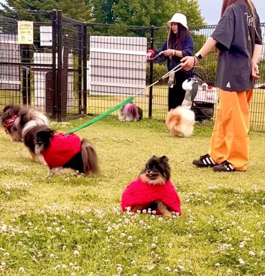 ドッグランに座り込む犬