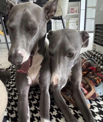 並んで伏せる2頭のイタリアングレーハウンド