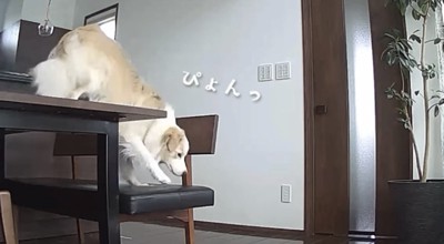 テーブルから降りる犬