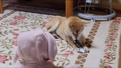 ぬいぐるみを噛んで切る犬