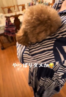 顔をうずめる犬4