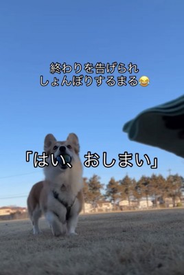 「おしまい」と告げられる犬