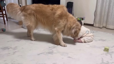 母性あふれるおからちゃん