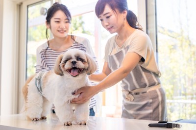 ペットシッター