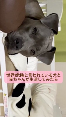 カメラを見つめる犬