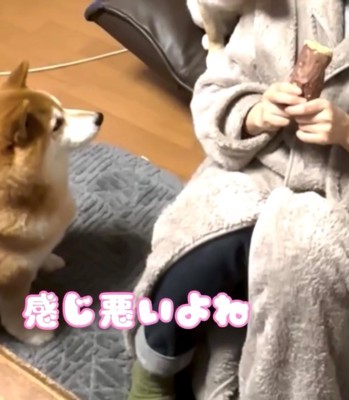 飼い主の足元から焼き芋を見る柴犬