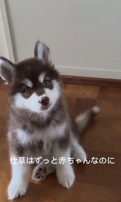 琥珀くんの成長記録4