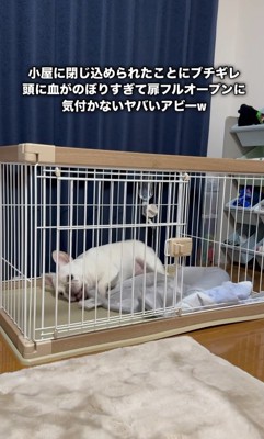 ブランケットに八つ当たり