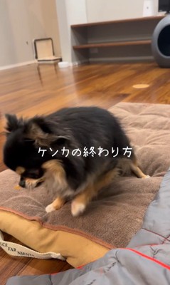 よもぎ君VSしょうぶ君の喧嘩8