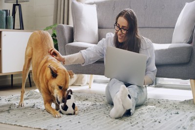 サッカーボールのおもちゃ、茶の犬