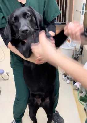 ダンスする大型犬