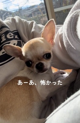 人に抱っこされる犬