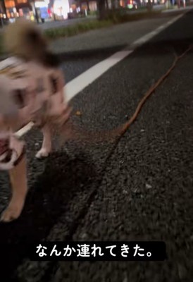 枝を引きずりながら歩いていますが…