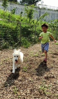 走る子犬と子供