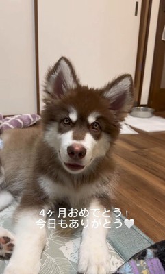 琥珀くんの成長記録⑩