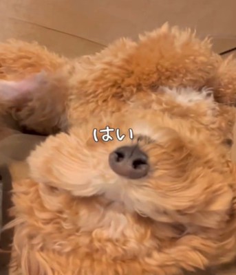 お腹を見せる犬