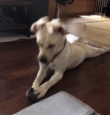 靴下を押さえて夢中な犬