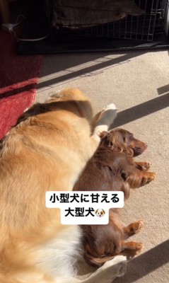 マロンちゃんに甘えるむぎちゃん5