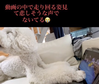 「どこにいるのぉ」