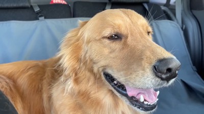 ウキウキな姿が可愛い♪