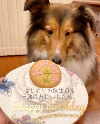 誕生日ケーキとシェルティ