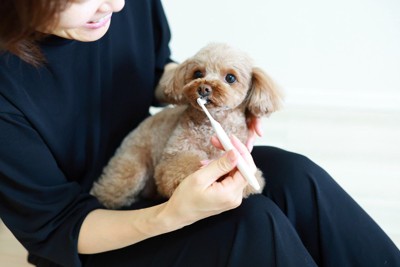 歯磨き、茶のトイプードル