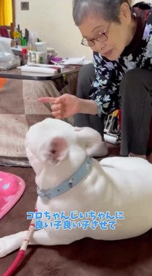 犬に話しかける女性