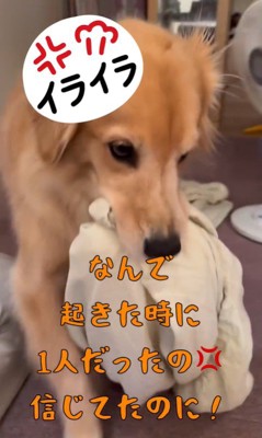 ご立腹のきなこちゃん8