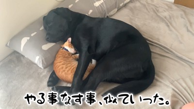 ムニくんと猫たちの尊い関係2