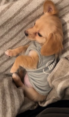 驚く子犬