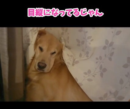 目が縦になったこまき先輩