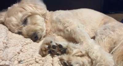 夢を見ているようなワンコ