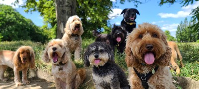 たくさんの犬