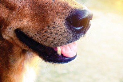 犬のヒゲのアップ