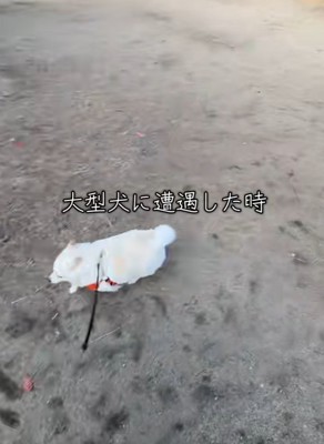 引き返すベラちゃん