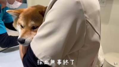 先行は福ちゃん