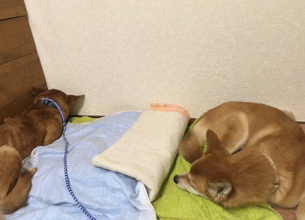 同居犬とのふれあい