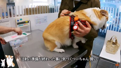 逃げ出そうとするつむぎちゃん