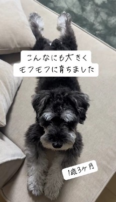 こんなにもふもふに♡