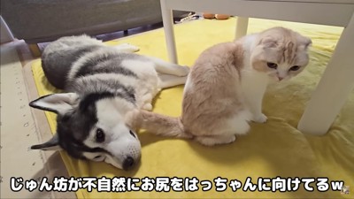 お尻を向けたと思ったら…