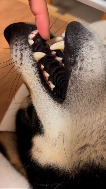 半開きの犬の口に指を入れようとする飼い主