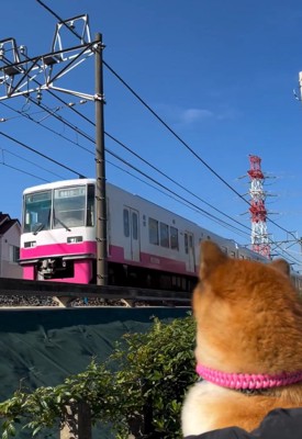 電車を見るくうちゃん