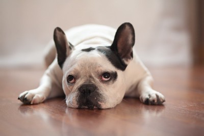 退屈そうに見つめてくる犬