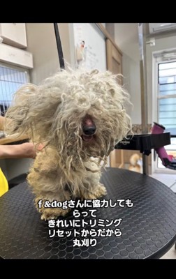 シリルちゃんが幸せをつかむまで5