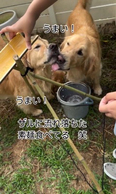 流しそうめんをする大型犬3頭7