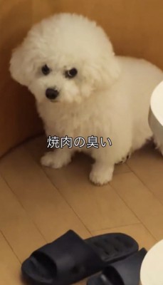 座って見上げる犬