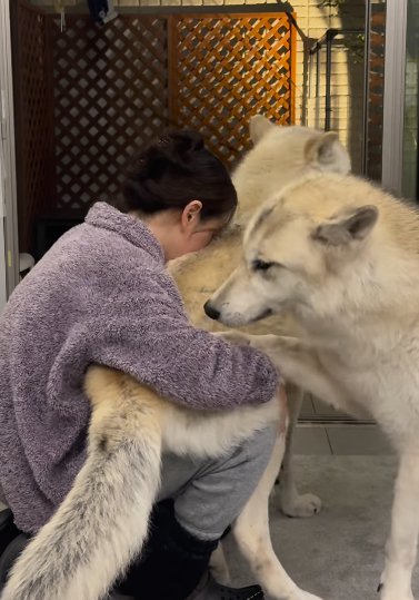 座る女性の太ももにお尻を乗せて甘える狼犬と、女性の腕に前脚をかけて邪魔する狼犬